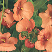 Diascia Genta Tangerine