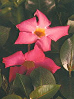 Dipladenia Red Riding Hood