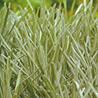 Helichrysum Icicles