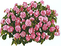 Impatiens Musica Bicolor Pink