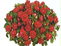 Impatiens Musica Cherry Red