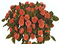 Impatiens Musica Salmon