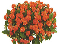 Impatiens Musica Spicy Orange