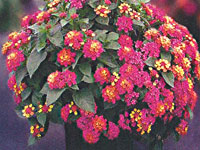 Lantana Anne Marie