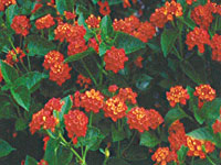 Lantana Dallas Red