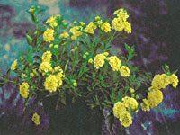 Lantana Lemon Drop