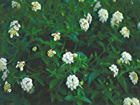 Lantana Silver Mound