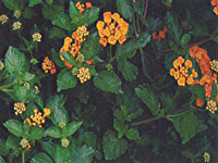 Lantana Tangerine