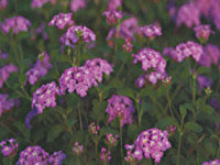 Lantana Trailing Lavender