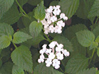 Lantana Trailing White