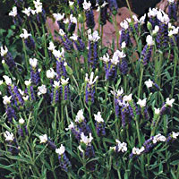 Lavender Little Bee Lilac