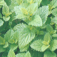 Herbs Lemon Balm