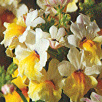 Nemesia Angelart Almond