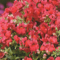 Nemesia Angelart Cherry