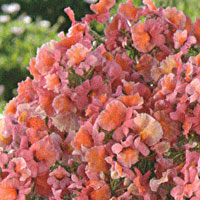 Nemesia Angelart Peach