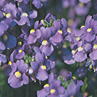 Nemesia Blue Bird