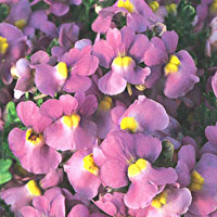 Nemesia Safari Pink