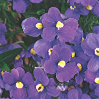 Nemesia Safari Plum