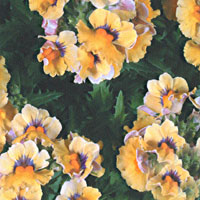 Nemesia Mango