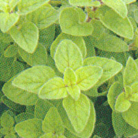 Herbs Oregano Italian