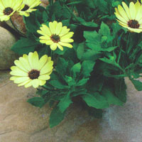 Osteospermum Astra Dark Yellow