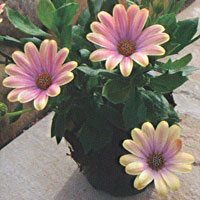 Osteospermum Astra Pink Spoon