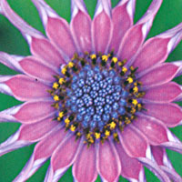 Osteospermum Astra Purple Spoon