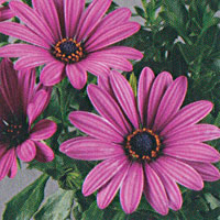 Osteospermum Astra Violet