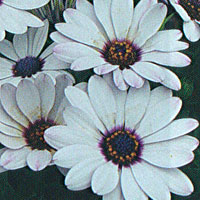 Osteospermum Astra White