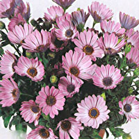 Osteospermum Sumertime Pink