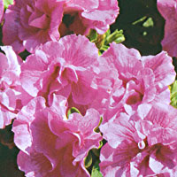 Petunia Glow Double Pink