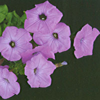 Petunia Glow Fluorescent Rose