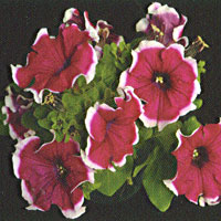 Petunia Glow Purple Picotee