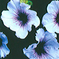 Petunia Glow White Red Veins