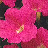 Petunia Whispers Pink