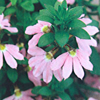 Scaevola Topaz Pink