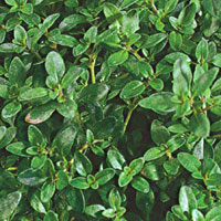 Herbs Thyme Lemon