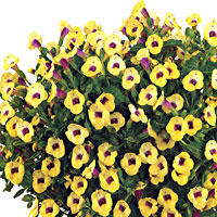 Torenia Yellow Moon