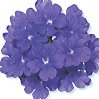 Verbena Lanai Blue