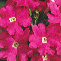 Verbena Lanai Deep Pink