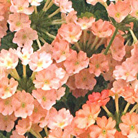 Verbena Lanai Peach