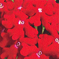 Verbena Lanai Red