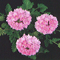 Verbena Vegas Coral Pink