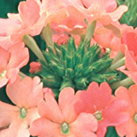 Verbena Vegas Peach