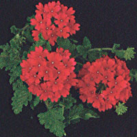 Verbena Vegas Scarlet