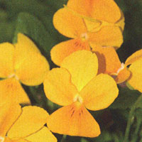 Viola Violina Orange