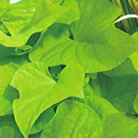 Ipomea Sweet Potato Marguerita