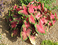 6 caladium