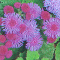 Ageratum Blue Violet