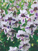 Angelonia Angelface Blue Bicolor